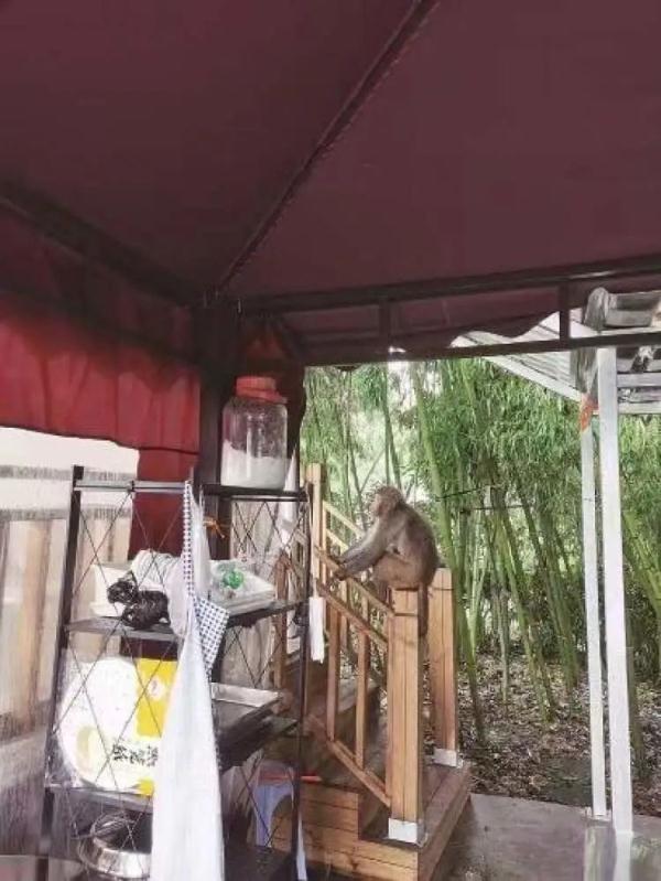 不只一只！上海多地惊现“大师兄”，五六个保安都没有抓住...