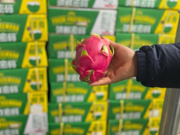 越南火龙果开始采用蒸汽消杀啦!更安全、无异味,你会买吗? 越南火龙果开始采用蒸汽消杀啦!更安全、无异味,你会买吗?