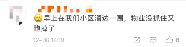 不只一只！上海多地惊现“大师兄”，五六个保安都没有抓住...