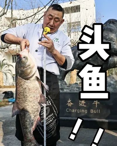 馋哭！上海一大学校内捕1500斤鱼，请大家免费吃！
