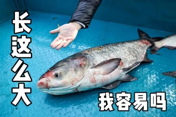 馋哭！上海一大学校内捕1500斤鱼，请大家免费吃！