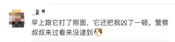 不只一只！上海多地惊现“大师兄”，五六个保安都没有抓住...