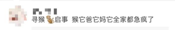 不只一只！上海多地惊现“大师兄”，五六个保安都没有抓住...