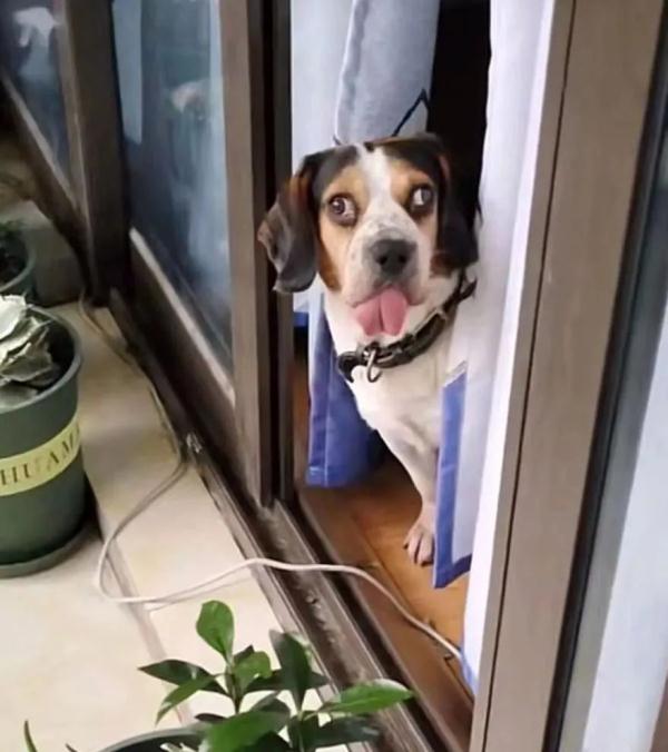 女子网购收到“鬼脸狗”,表情怪异惊呆众人!网友:两只眼睛各有各的想法…… 女子网购收到“鬼脸狗”,表情怪异惊呆众人!网友:两只眼睛各有各的想法……