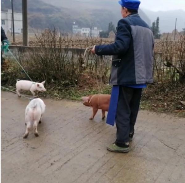 好好读书，奖励小猪！