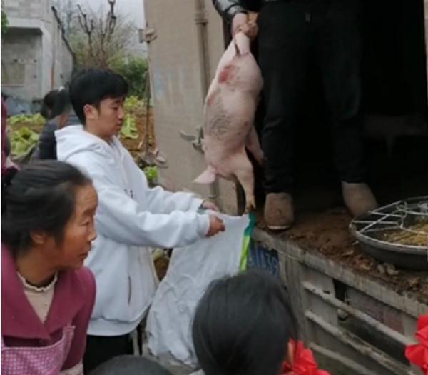 好好读书，奖励小猪！