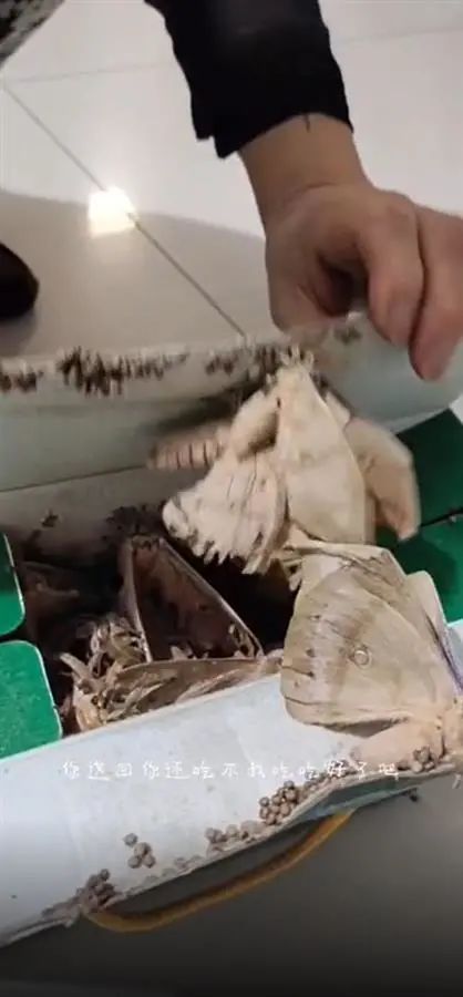 女儿送的蚕蛹老母亲舍不得吃，一月后开箱全变飞蛾！