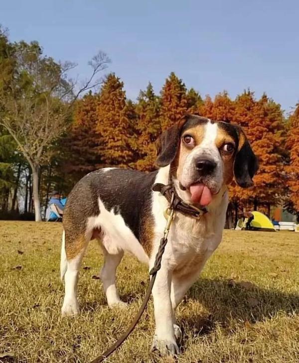 女子网购收到“鬼脸狗”,表情怪异惊呆众人!网友:两只眼睛各有各的想法…… 女子网购收到“鬼脸狗”,表情怪异惊呆众人!网友:两只眼睛各有各的想法……