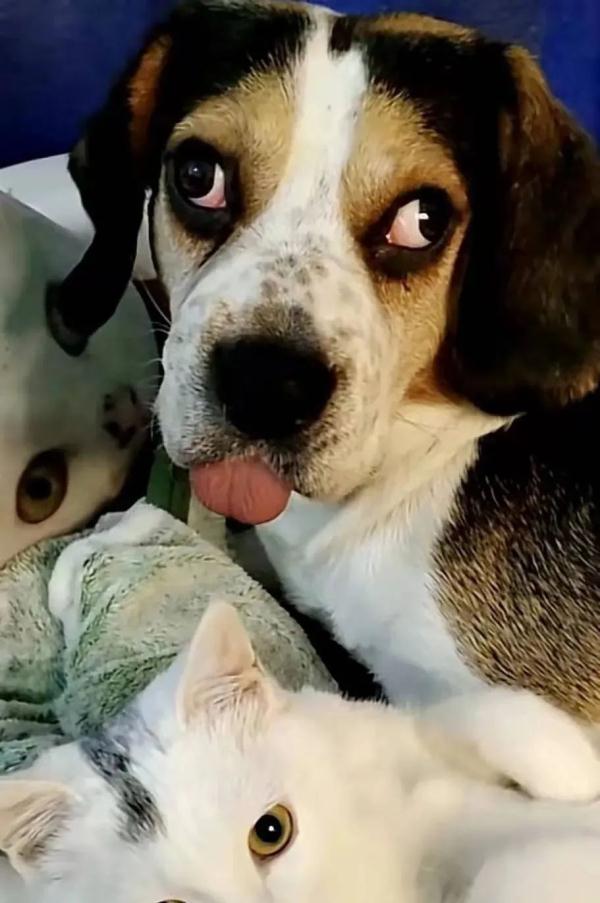 女子网购收到“鬼脸狗”,表情怪异惊呆众人!网友:两只眼睛各有各的想法…… 女子网购收到“鬼脸狗”,表情怪异惊呆众人!网友:两只眼睛各有各的想法……