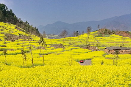 四川最早的油菜花已經綻放宜賓屏山中都鎮萬畝油菜花鋪成金色海洋