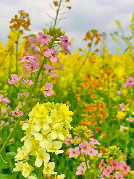 朱旺油菜花图片