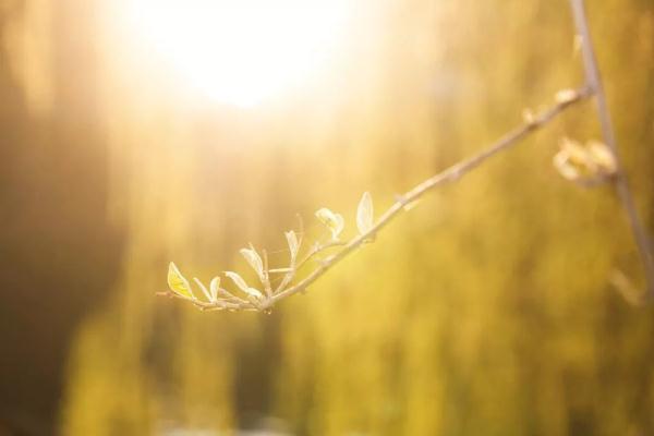 今日腊八 | 愿你诸事“粥”全