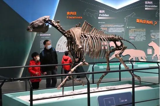 260万年前的大连古生物化石去杭州了