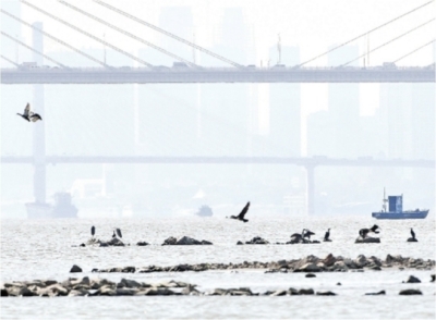 把天兴洲纳入武汉湿地自然保护区 把天兴洲纳入武汉湿地自然保护区