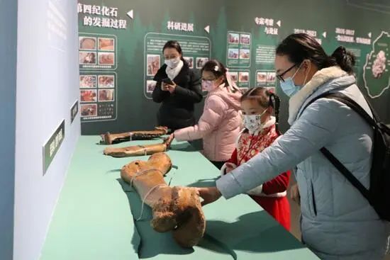 260万年前的大连古生物化石去杭州了