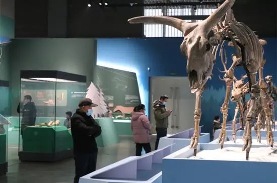 260万年前的大连古生物化石去杭州了