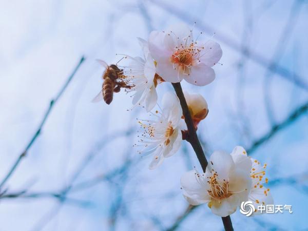 广东汕头梅花临寒盛开 实力演绎“小清新” 广东汕头梅花临寒盛开 实力演绎“小清新”