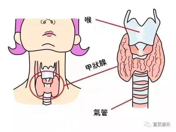 甲状腺癌的“自白”