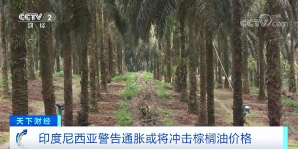 暴涨超65%！食用油纷纷涨价 多国已出手