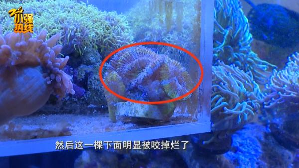 抓了一整晚抓不着！杭州女子养的“宝贝”被咬烂，罪魁祸首竟是…