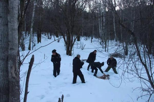 当行至到该场南沟38林班时,突然发现前方不远处雪地里,一只狍子躺在