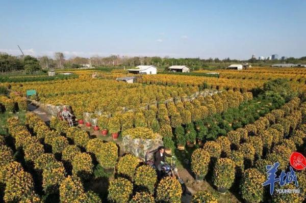 @广州街坊:“线上花市”开锣啦! @广州街坊:“线上花市”开锣啦!