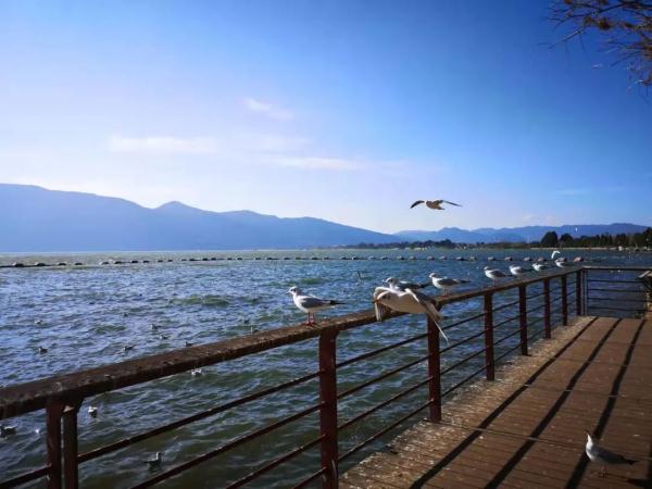 要！下！雪！寒潮警告：云南最低气温降至-8 ℃！