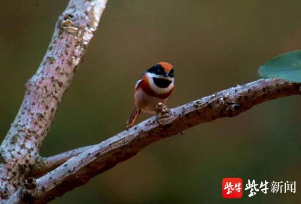 中國最小的鳥超可愛名字很霸氣