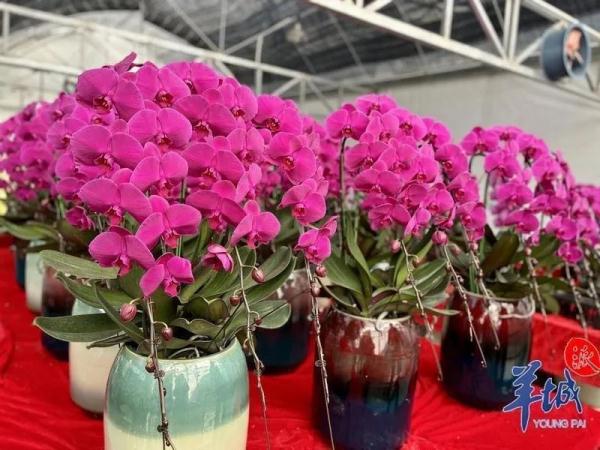 @广州街坊:“线上花市”开锣啦! @广州街坊:“线上花市”开锣啦!