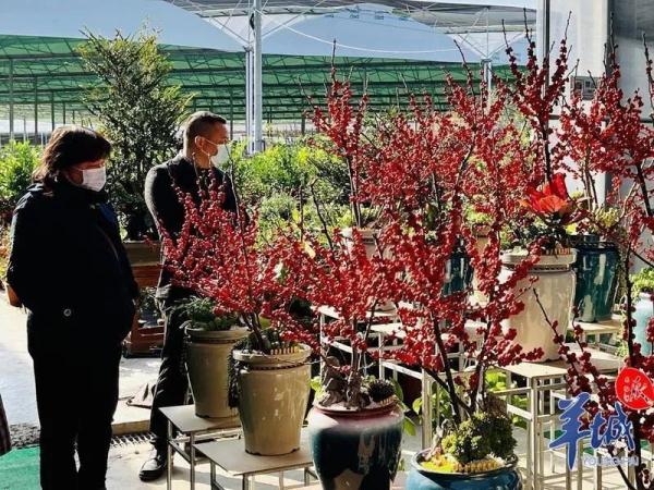 @广州街坊:“线上花市”开锣啦! @广州街坊:“线上花市”开锣啦!