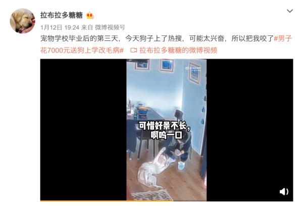上海男子花7000元送狗狗学礼仪？后续：还是被咬了，但是不弃养