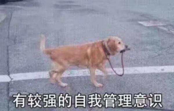 上海男子花7000元送狗狗学礼仪？后续：还是被咬了，但是不弃养