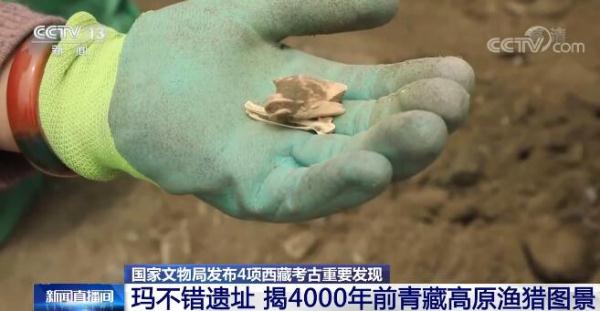 西藏考古研究成果 | 玛不错遗址揭开4000年前青藏高原渔猎图景