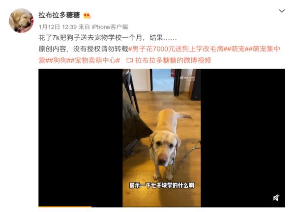 上海男子花7000元送狗狗学礼仪？后续：还是被咬了，但是不弃养