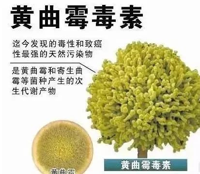 致癌物中的—黄曲霉毒素