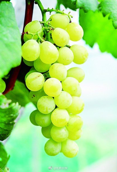 桂林毛竹山村如何被葡萄改变 桂林毛竹山村如何被葡萄改变