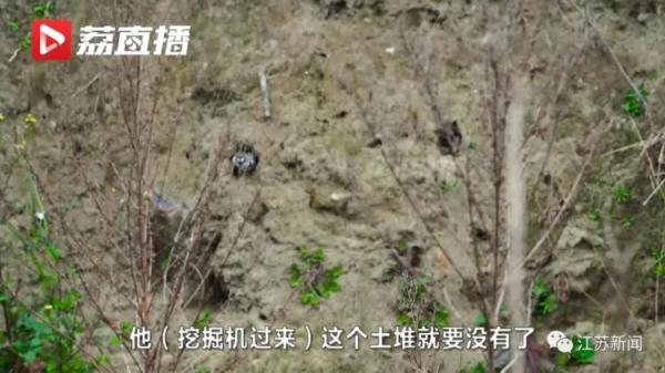 为了这窝小生命,挖掘机霸气转向! 为了这窝小生命,挖掘机霸气转向!