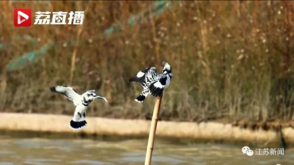 为了这窝小生命,挖掘机霸气转向! 为了这窝小生命,挖掘机霸气转向!