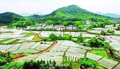 桂林毛竹山村如何被葡萄改变 桂林毛竹山村如何被葡萄改变