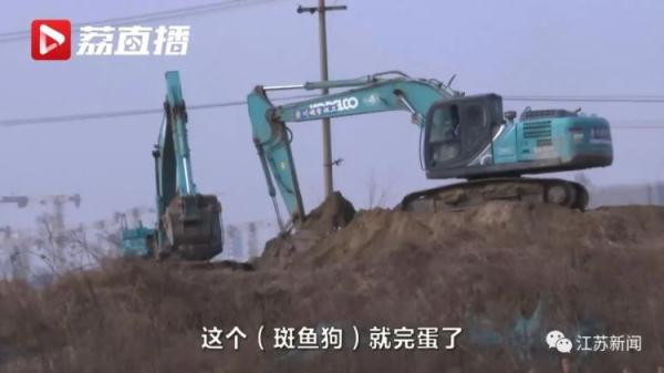 为了这窝小生命,挖掘机霸气转向! 为了这窝小生命,挖掘机霸气转向!