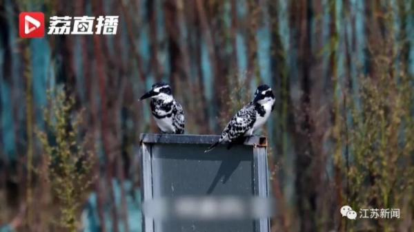 为了这窝小生命,挖掘机霸气转向! 为了这窝小生命,挖掘机霸气转向!