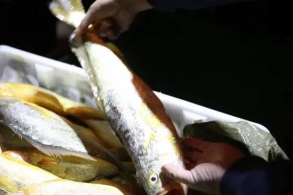 浙江一渔船一网捕获4000多斤野生大黄鱼，卖了957万！
