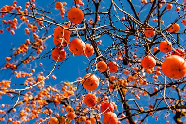 只因这种水果，广东阿叔胃里长出“石头”