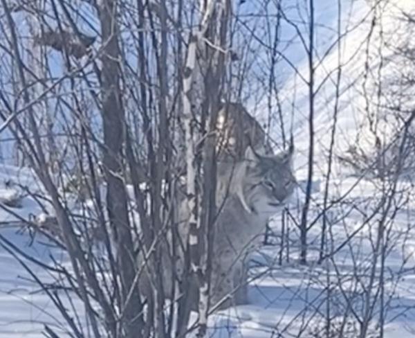 罕见！四猞猁同游南瓮河！它们不是独居吗？