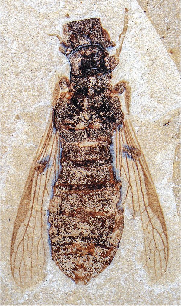 远古发现丨这种1亿年前的昆虫堪称“影帝”