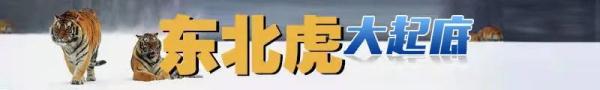 东北虎大起底丨野虎频现！王者归来！