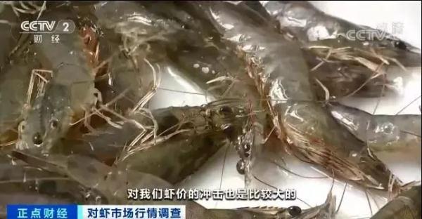 这种海鲜价格腰斩！很多人都爱吃！