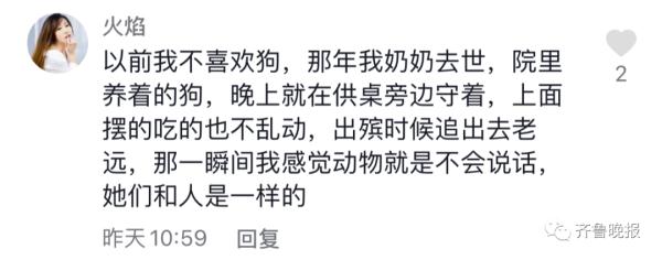 主人去世猫咪绝食而亡，网友评论泪目了