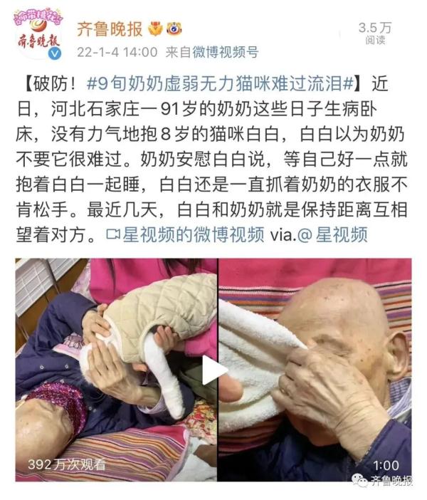 主人去世猫咪绝食而亡，网友评论泪目了