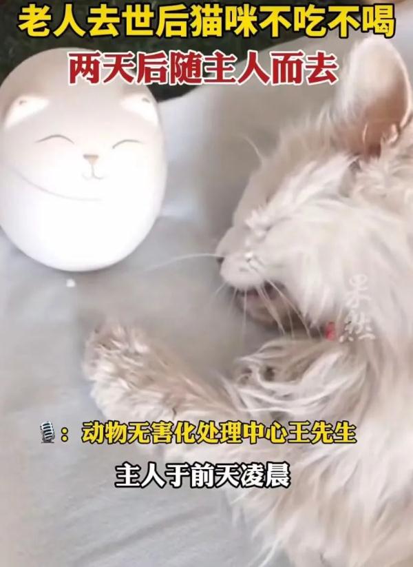 主人去世猫咪绝食而亡，网友评论泪目了